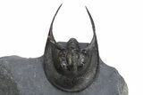 Enrolled Scotoharpes Trilobite - Boudib, Morocco #312732-2